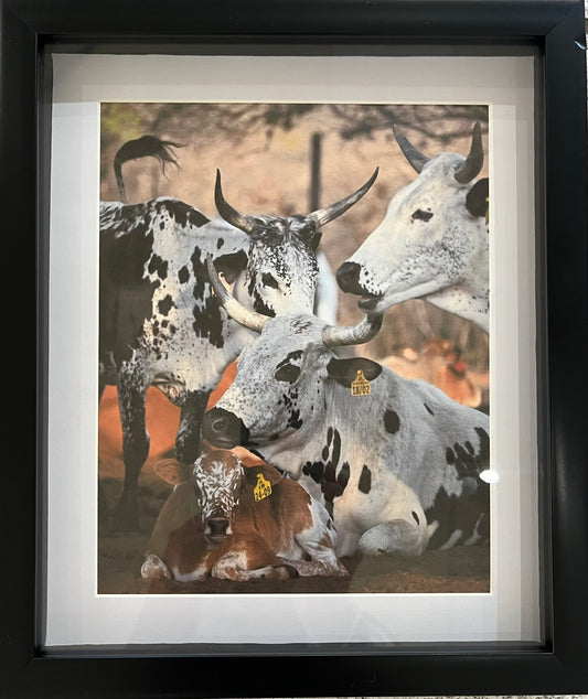 Local Nguni Cattle - Beautiful Patterns