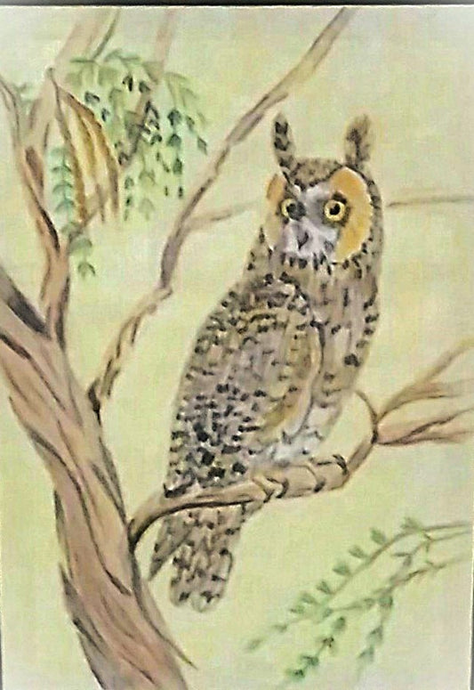 Long-Eared Owl