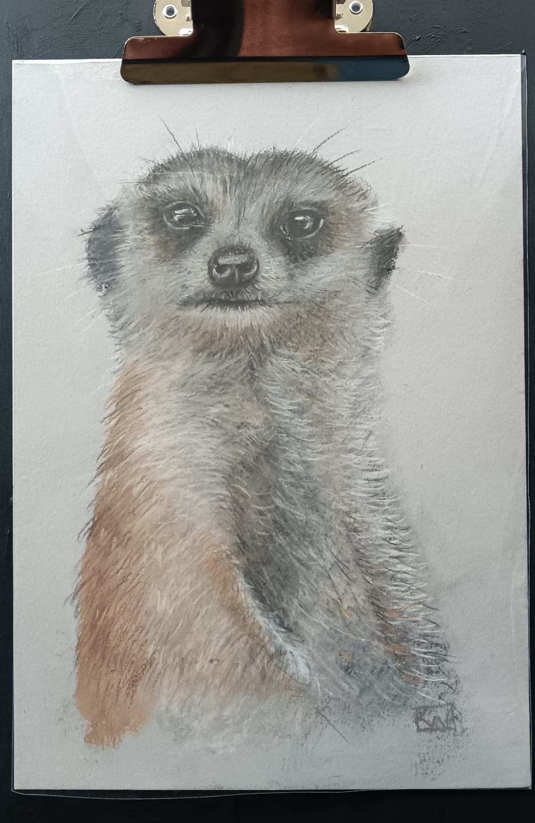Meerkat