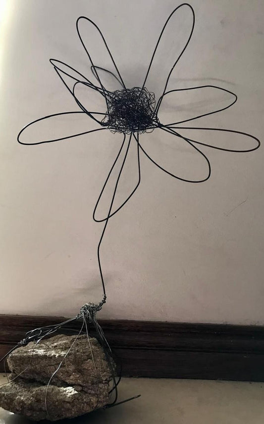 Namakwaland Daisy