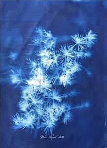 Pine