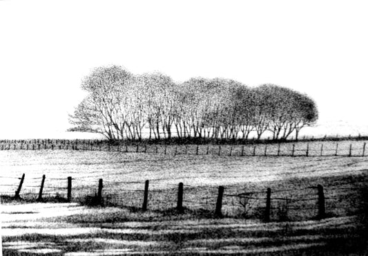 Poplars