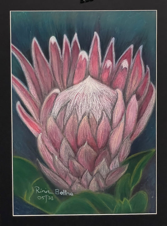 Protea