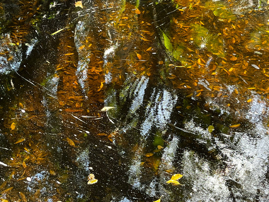 So Abstract 1 (Reflection on Water - Botanical Gardens)