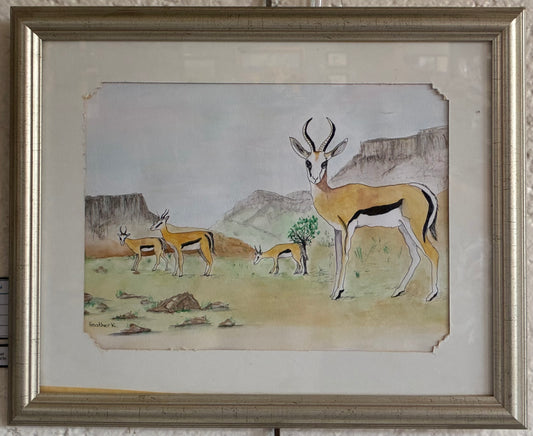 Springbokkies