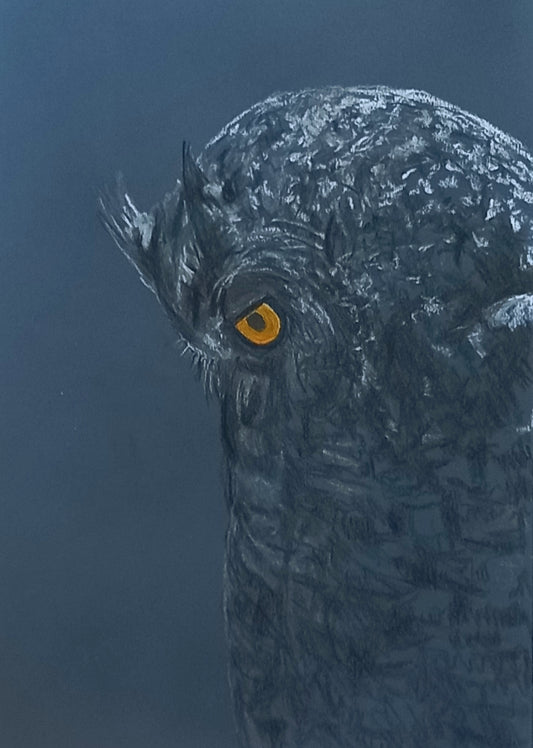 Wise Owl