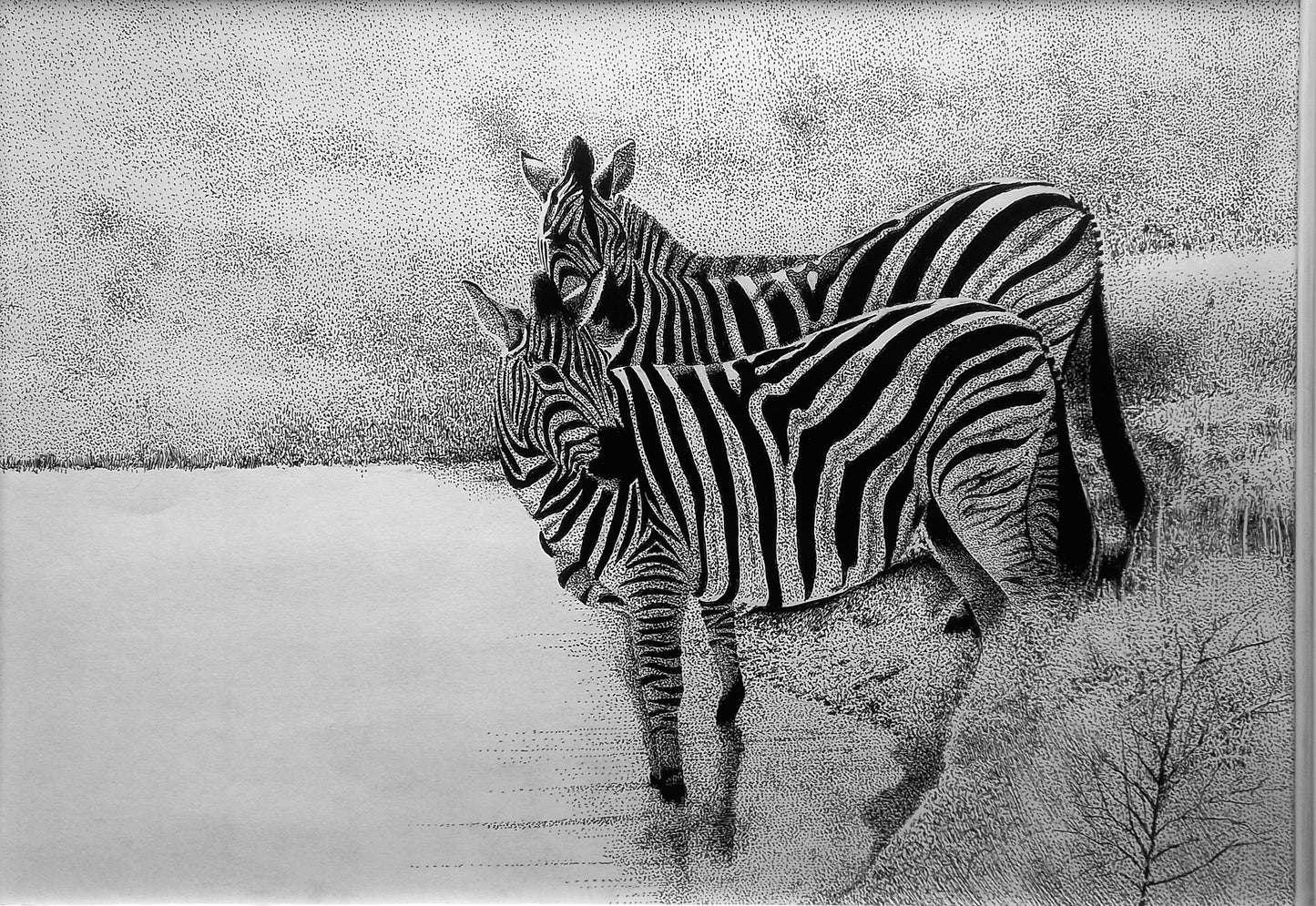 Zebras at Rietvlei